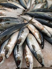 fresh fish at the market