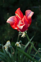 Beautiful flowers in the park with bugs