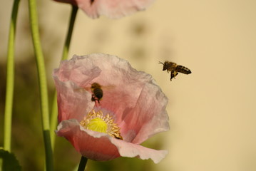Beautiful flowers in the park with bugs