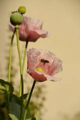 Beautiful flowers in the park with bugs
