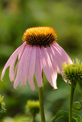 Beautiful flowers in the park with bugs