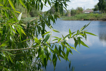 Beautiful flowers in the park with bugs