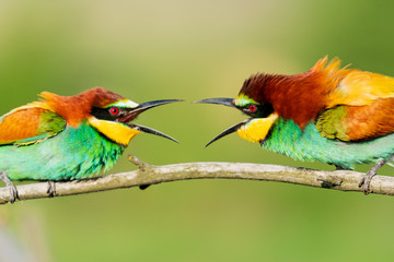 beautiful colorful birds scream at each other