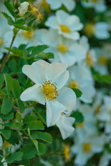 bushes white rose flowers and buds in the summer sun macro