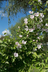 Beautiful flowers in the park with bugs