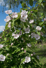 Beautiful flowers in the park with bugs
