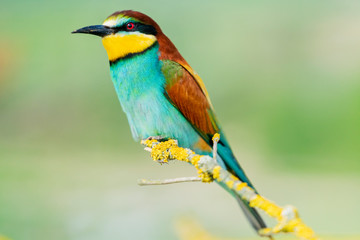 bee-eater sits on a beautiful mossy branch