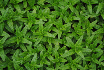 Beautiful flowers in the park with bugs