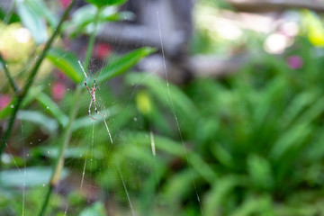close up spider and wide cobweb in front garden with bright sunrise