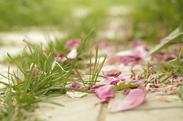 flowers is the garden