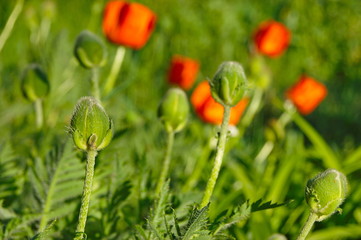 flowers and buds of red poppy macro
