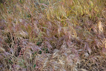 background dry grass summer