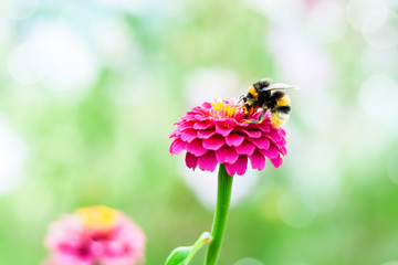 Bumblebee Pollinating Pretty Colorful Zinnia Flower 