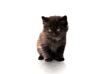 little black kitten on white background