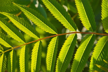 background of green leaves with striped texture macro
