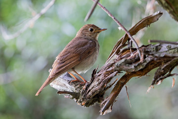 nightingale is sitting on a beautiful snag