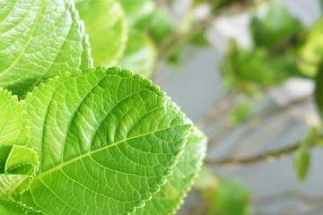 Fresh mint leafs in mortar on garden in daylight 