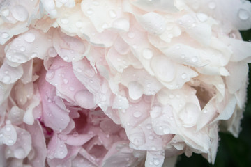 beautiful flower peonies after rain with water droplets close up