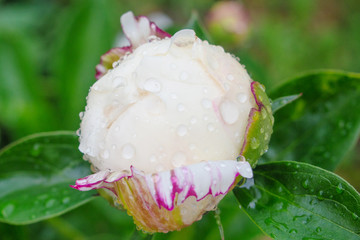 beautiful flower peonies after rain with water droplets close up