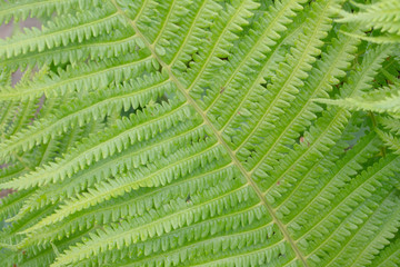 closeup of male fern leaf