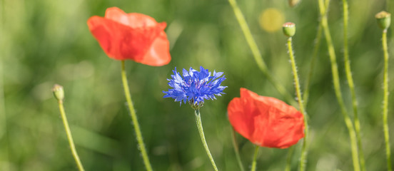 Obraz premium mohn