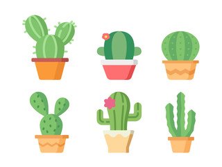 Cute succulent or cactus plant in pots on white back ground.