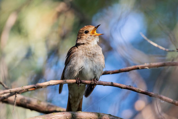 nightingale sings a song sitting in the crown of trees