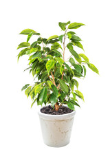 Ficus Benjamina on white background