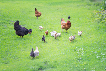 Poultry yard with chickens