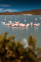 Flamencos de altiplano