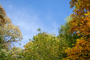 Cimes d'arbres aux feuilles d'automne jaunes, or, rousses, vertes sous un ciel lumineux