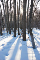 tree trunks in the snow