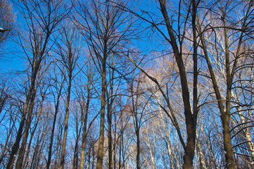 trees against blue sky in winter