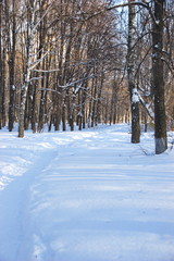 tree trunks in the snow