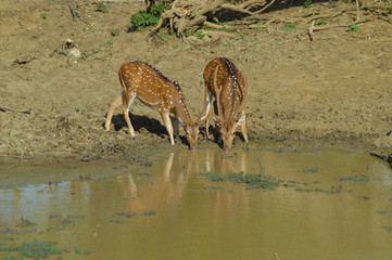 herd of fallow deer