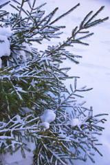 background with fir branches in the snow