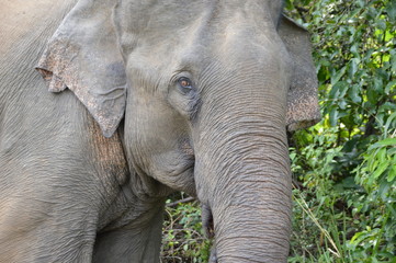 Asian Elephant