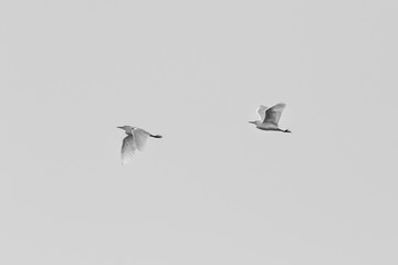 Grey heron (Ardea cinerea)