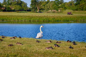 Swan in the city park