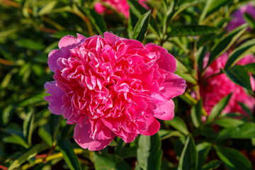 Beautiful pink peony flower