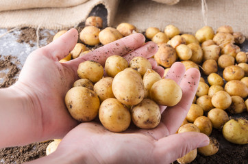 Farmer holding a heap of potatoes.Concept of good harvest of fresh new potatoes