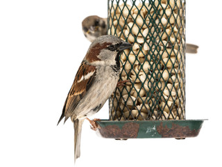 Naklejka premium European house sparrow male on old rusty bird feeder with peanuts isolated on white background
