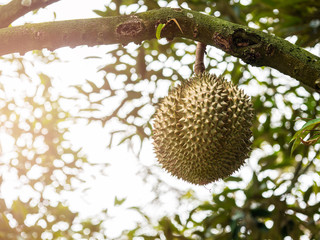 durian king of fruits