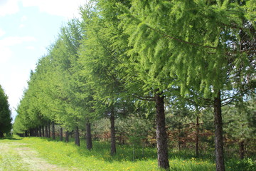  row of firs