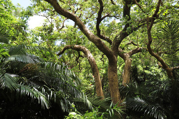 【沖縄県 日本の観光名所】ガンガラーの谷