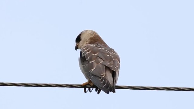 Black-shouldered kite on electrical wires with sky background.