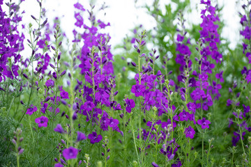 Obraz na płótnie Canvas Consolida ajacis purple flowers
