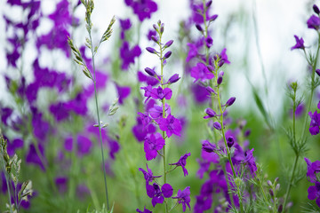 Consolida ajacis purple flowers