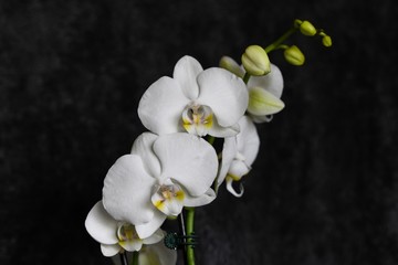 Fototapeta premium white orchid on black background