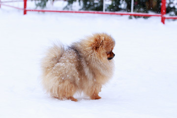 the dog breed pomeranian spitz